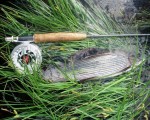 grayling52cm web.jpg